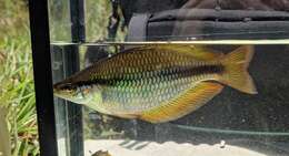 Image of Banded rainbowfish