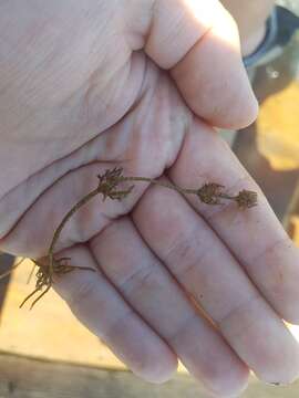 Image of Coral Stonewort