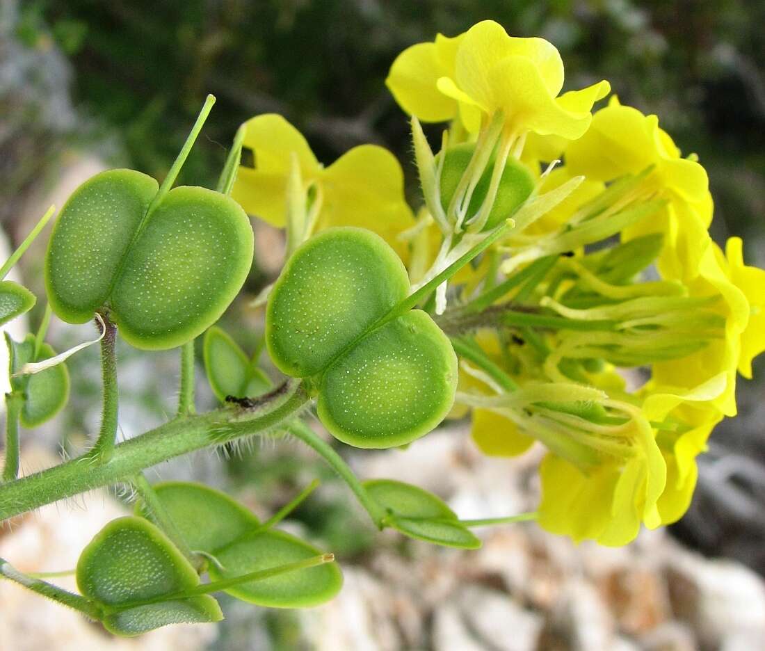 Слика од Biscutella cichoriifolia Loisel.