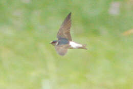 Petrochelidon nigricans (Vieillot 1817) resmi