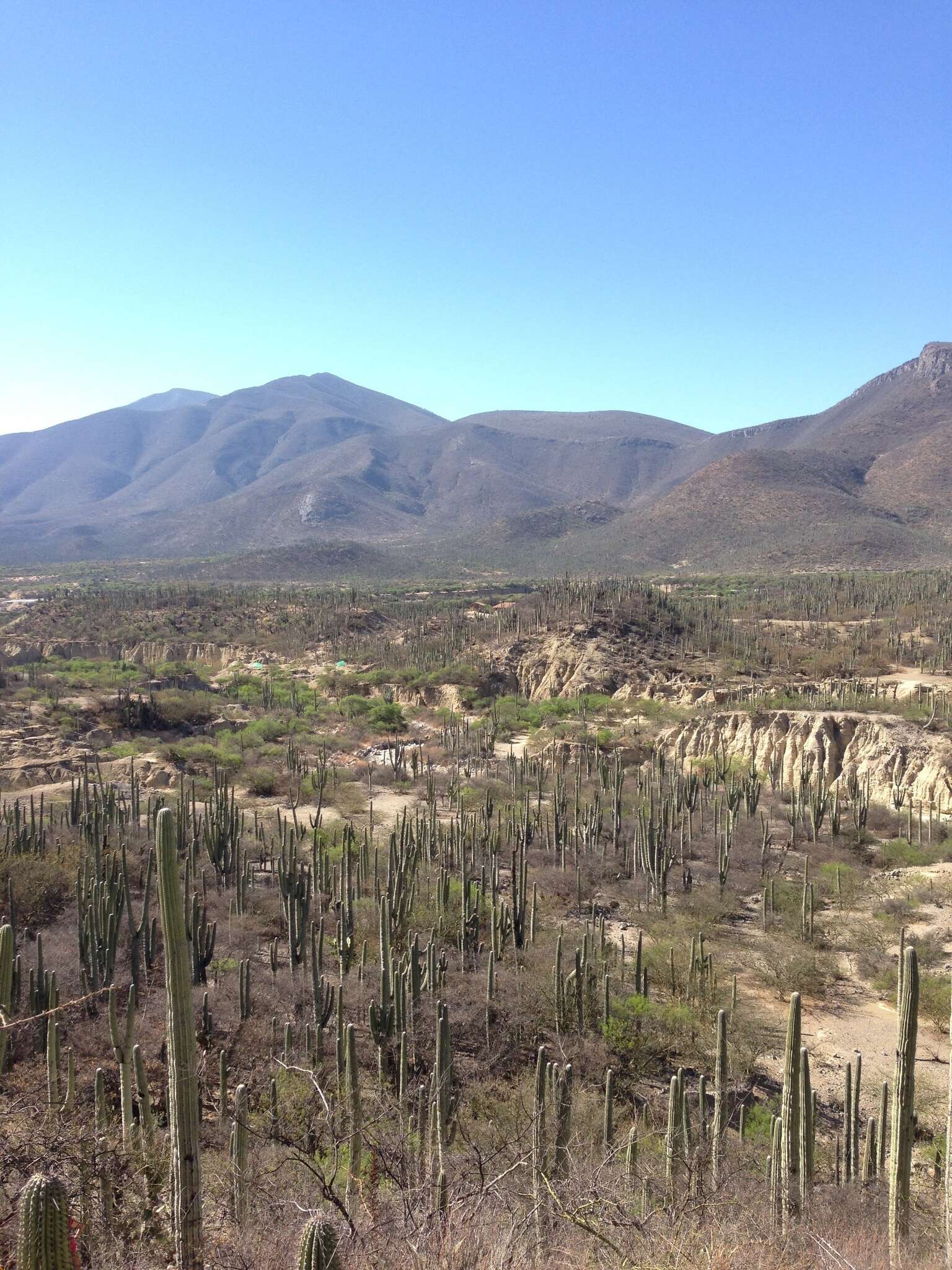 Image of Cephalocereus columna-trajani (Karw.) K. Schum.