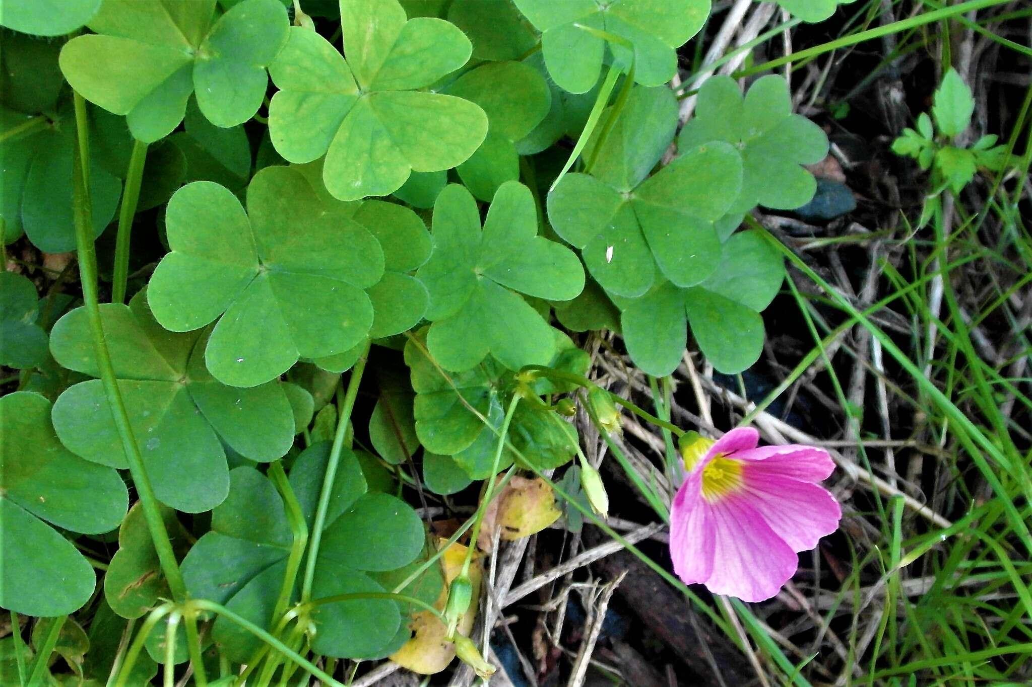Image of Common pink sorrel