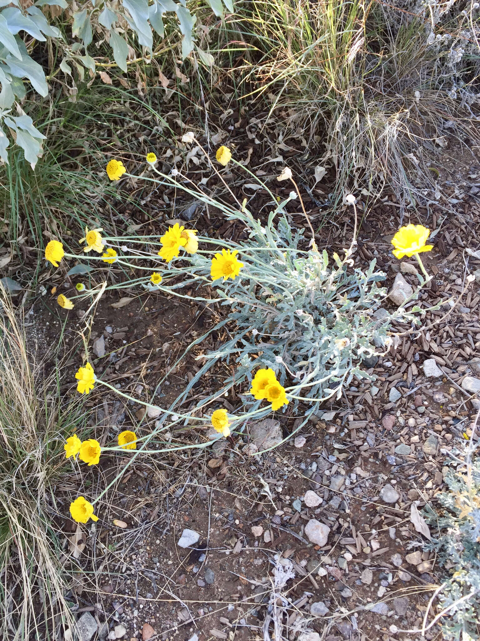 Image of desert marigold