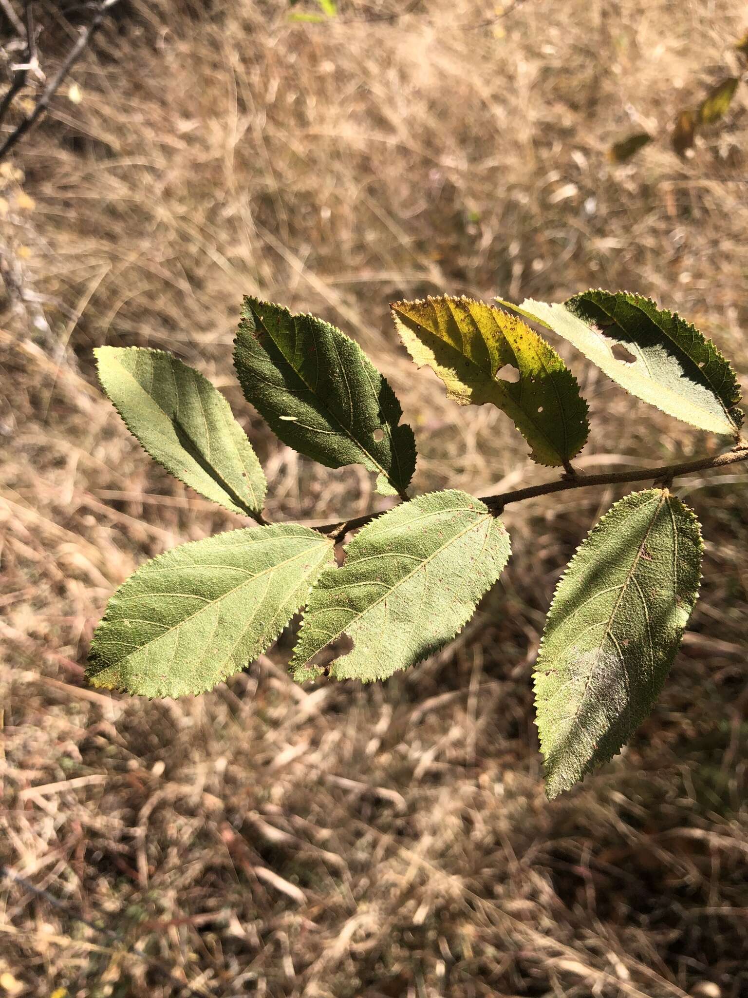 Image of Kalahari raisin