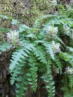 Image of Dudley's lousewort