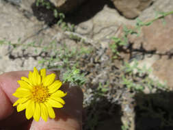 Image of Heterotheca cinerascens (S. F. Blake) G. L. Nesom