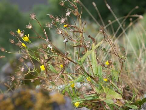 Image of Crepis foliosa Babc.