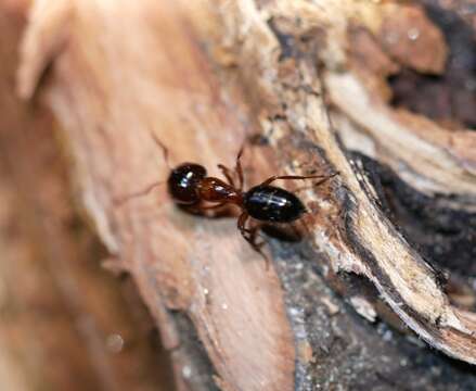 Image of Essig's Carpenter Ant