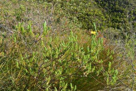 Plancia ëd Oedera calycina subsp. calycina