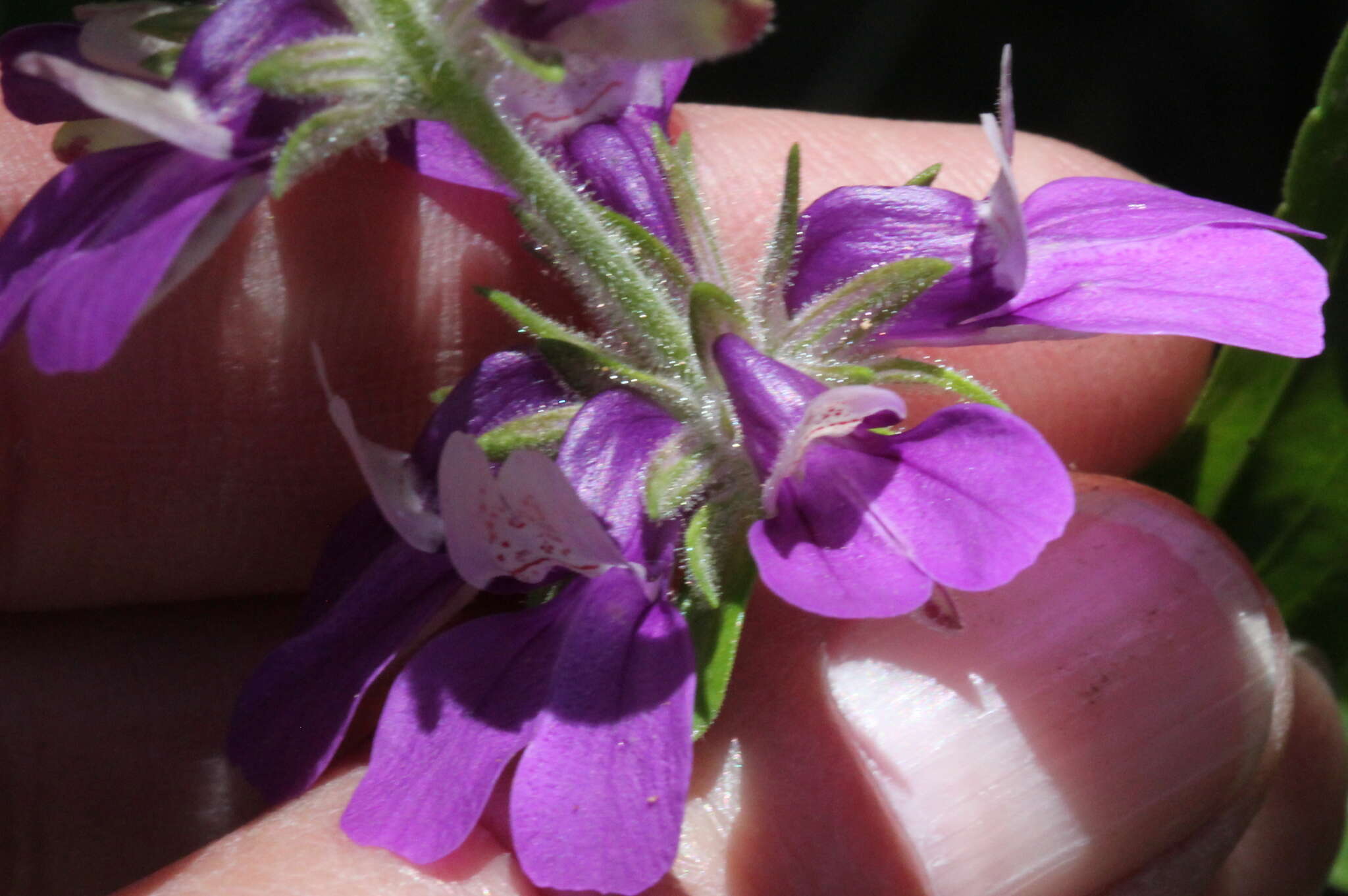 صورة Collinsia concolor Greene.