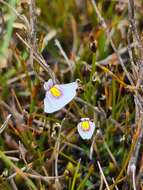 Plancia ëd Utricularia dichotoma subsp. novae-zelandiae