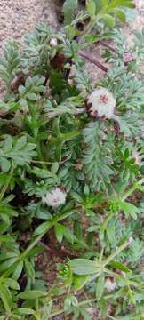 Image of carpet burrweed