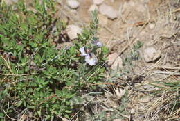 Image of Acmaeodera robigo Knull 1954