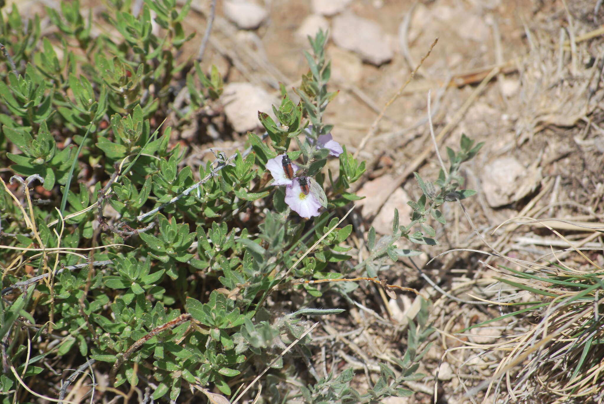 Image of Acmaeodera robigo Knull 1954