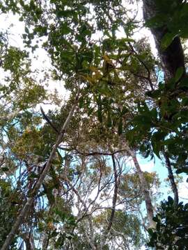 Image of Dypsis nodifera Mart.