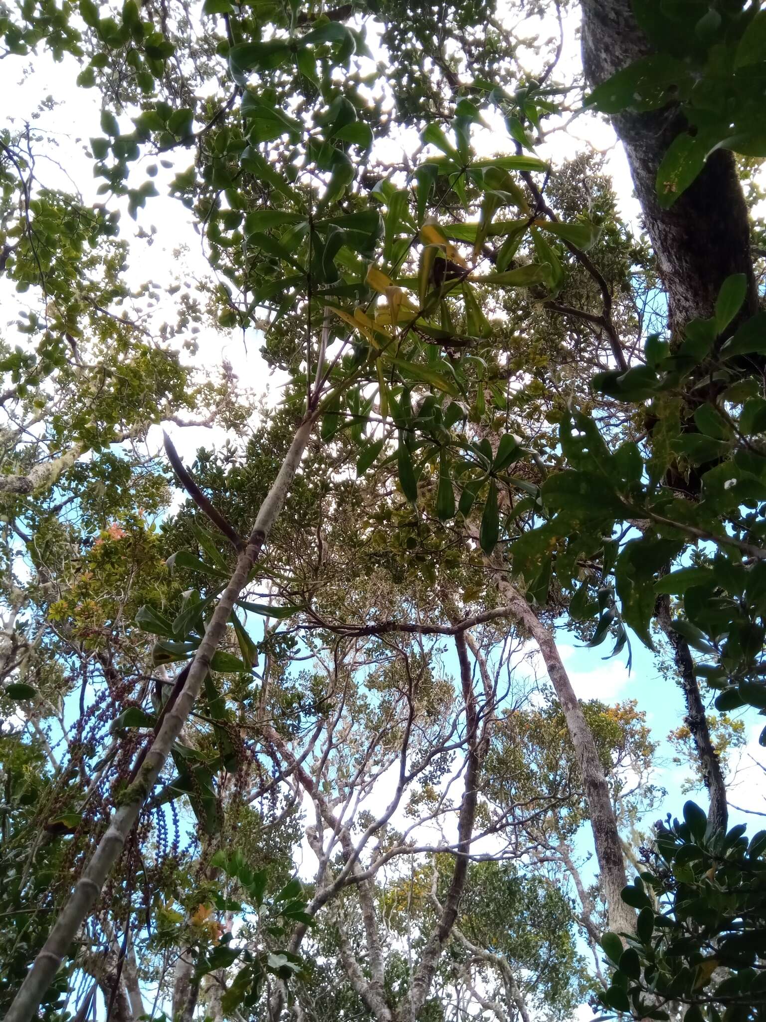 Sivun Dypsis nodifera Mart. kuva