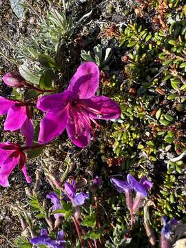 Imagem de Rhododendron camtschaticum subsp. glandulosum (Standl.) B. Boivin