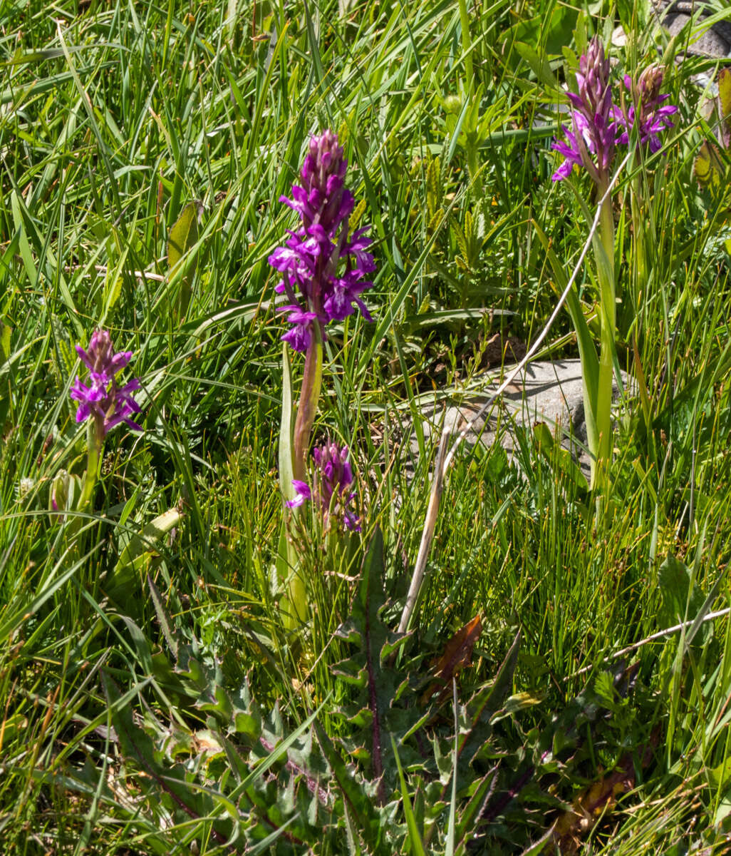 Image of Dactylorhiza umbrosa (Kar. & Kir.) Nevski