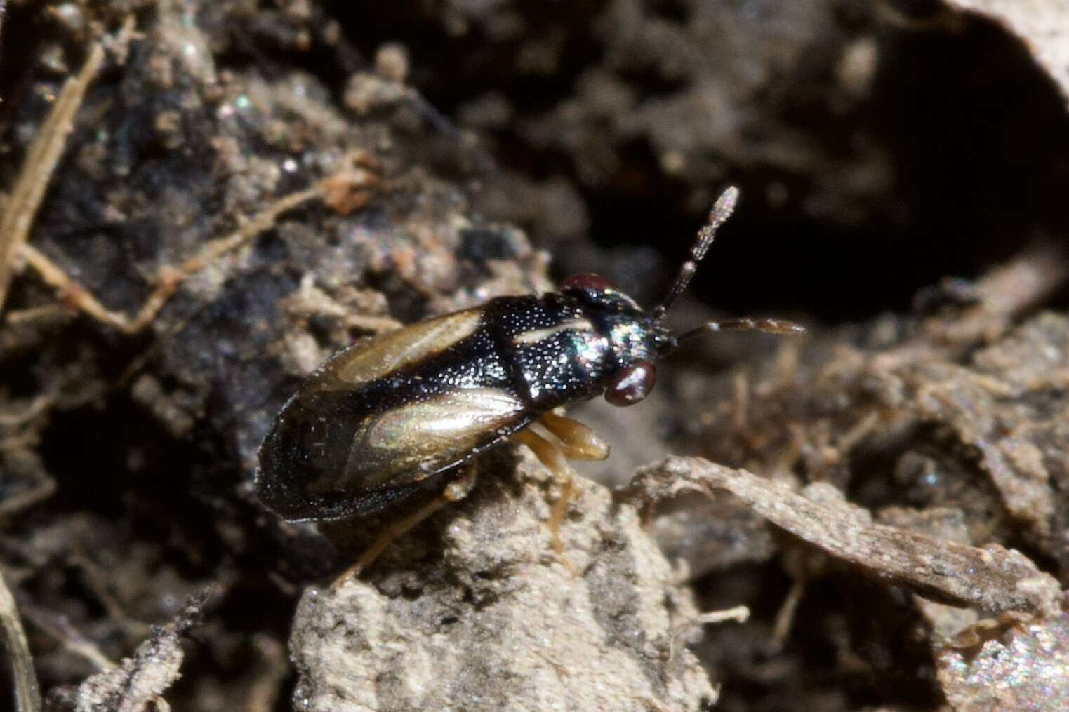 Image of <i>Geocoris ater</i>