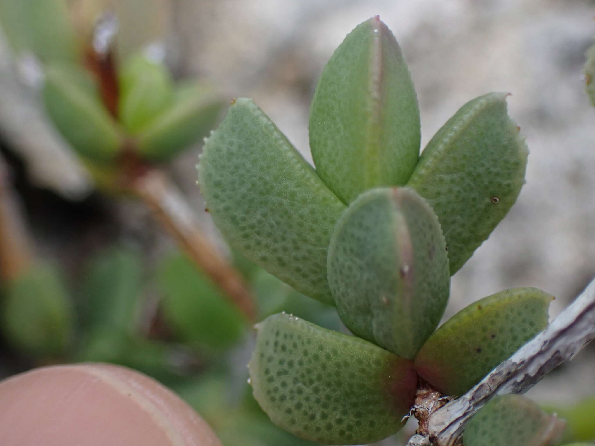 Imagem de Ruschia cymbifolia (Haw.) L. Bol.