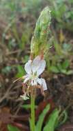 Oenothera suffulta (Engelm.) W. L. Wagner & Hoch resmi