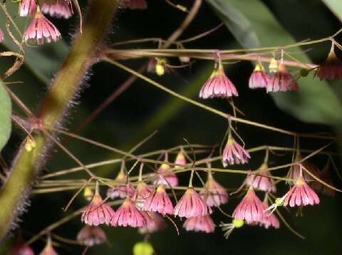 Sivun Euphorbia dioscoreoides subsp. dioscoreoides kuva