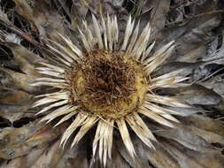 Imagem de Carlina acanthifolia subsp. utzka (Hacq.) H. Meusel & A. Kästner