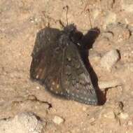 Image of Sleepy Duskywing