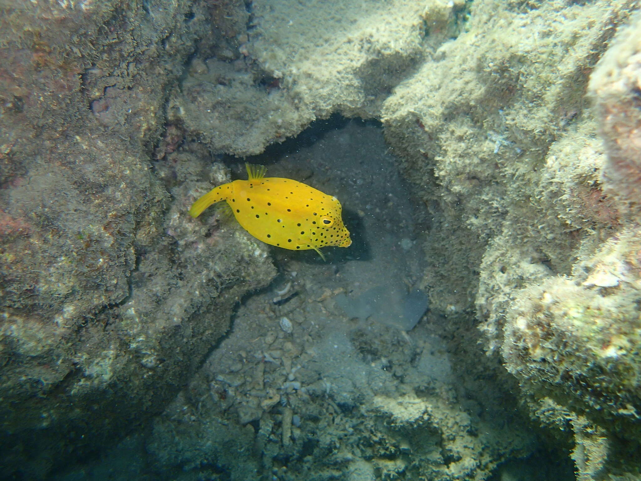 Image of Yellow boxfish