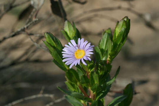 Olearia rudis (Benth.) F. Müll. resmi