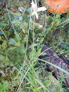 Image of bog aster