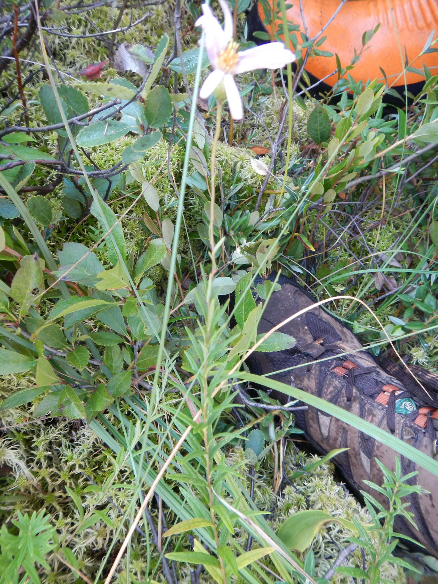 Image of bog aster