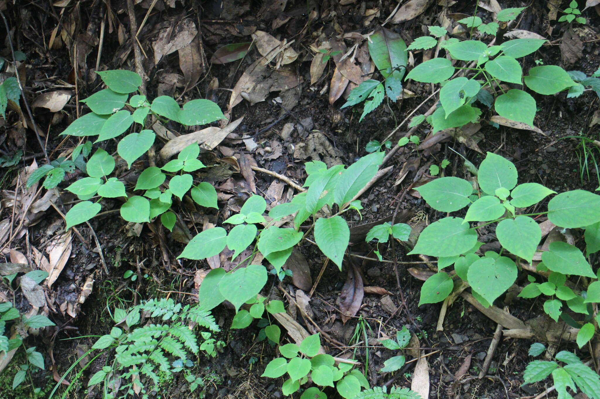 Image of Circaea cordata Royle