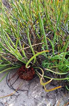 Image of Protea revoluta R. Br.