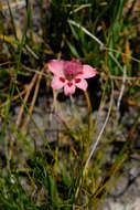 Image of Gladiolus oreocharis Schltr.