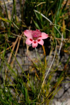 Слика од Gladiolus oreocharis Schltr.