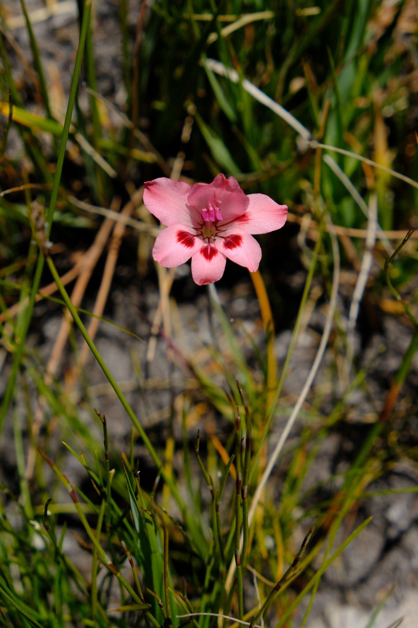 Image of Gladiolus oreocharis Schltr.