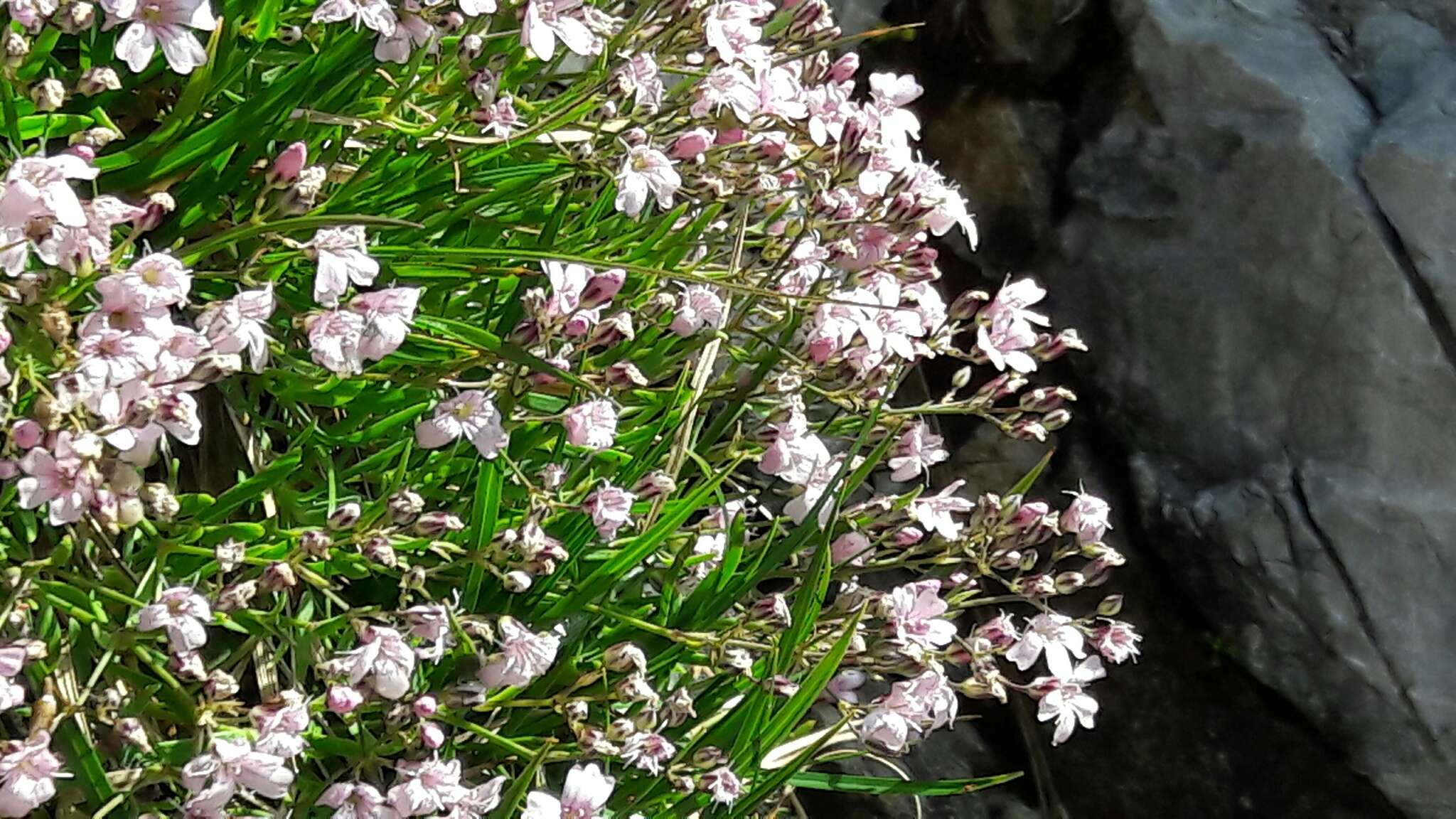 Слика од Gypsophila repens L.