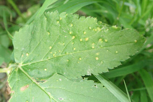 Image of Protomyces