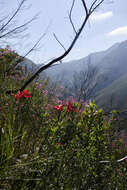 Imagem de Gladiolus sempervirens G. J. Lewis