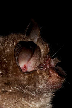 Image of Bushveld Horseshoe Bat