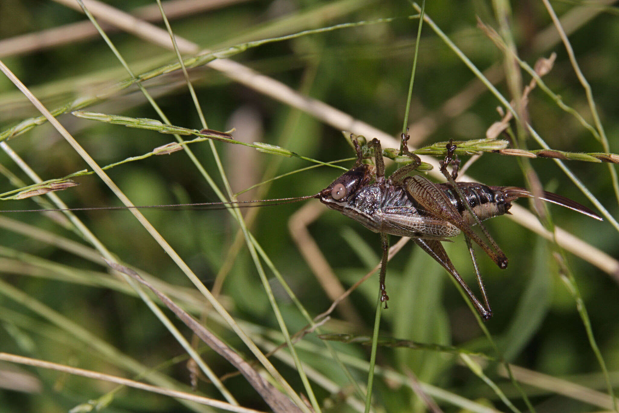 Слика од Conocephalus (Conocephalus) nemoralis (Scudder & S. H. 1875)