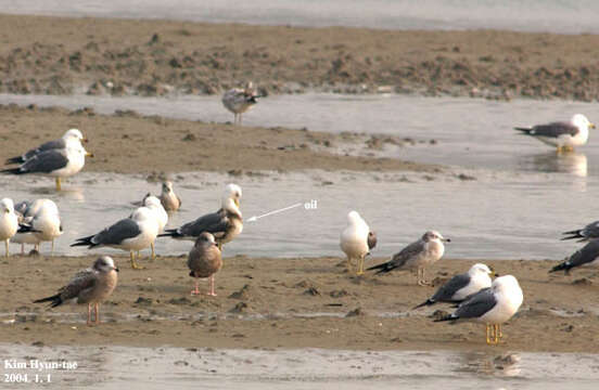 Image of Black-tailed Gull