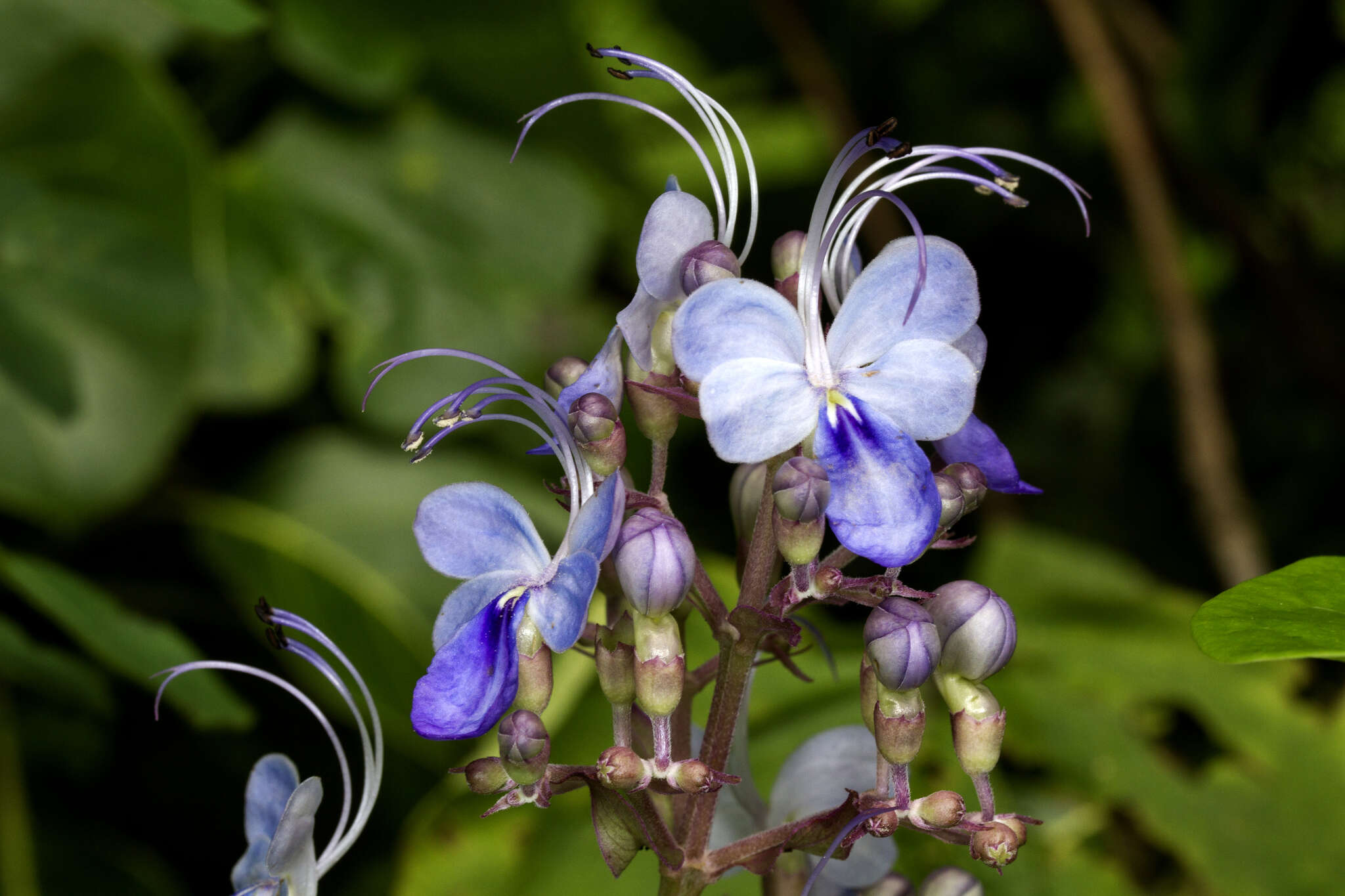 Image of blue fountain bush