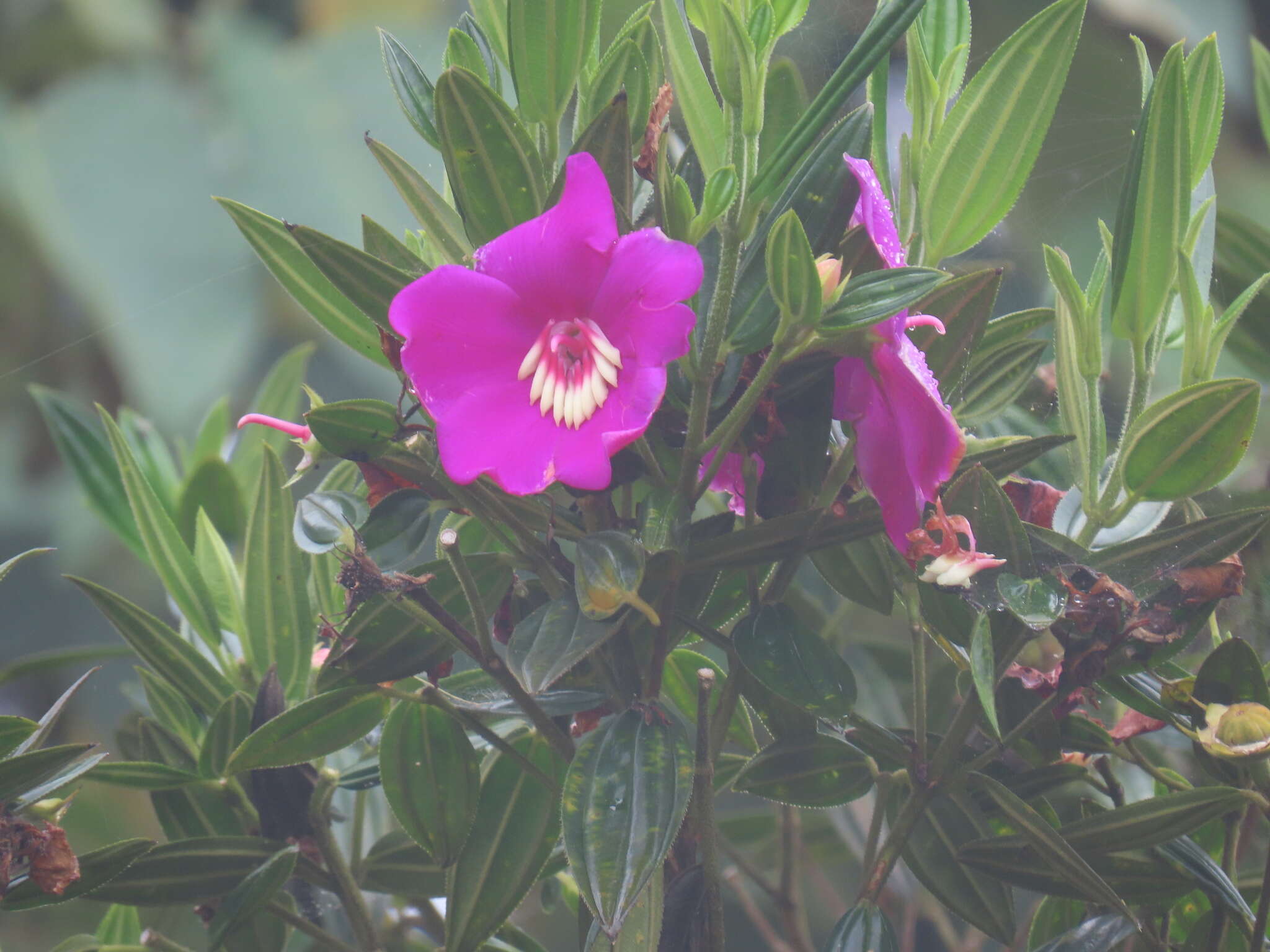 Imagem de Meriania speciosa (Humb. & Bonpl.) Naud.