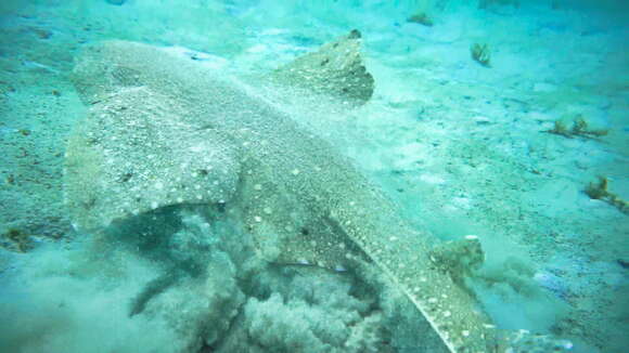 Image of Australian Angel Shark