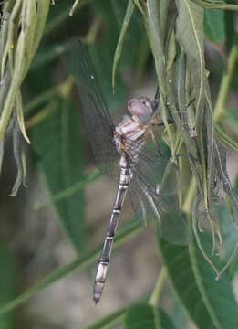 Image of Pale-faced Clubskimmer