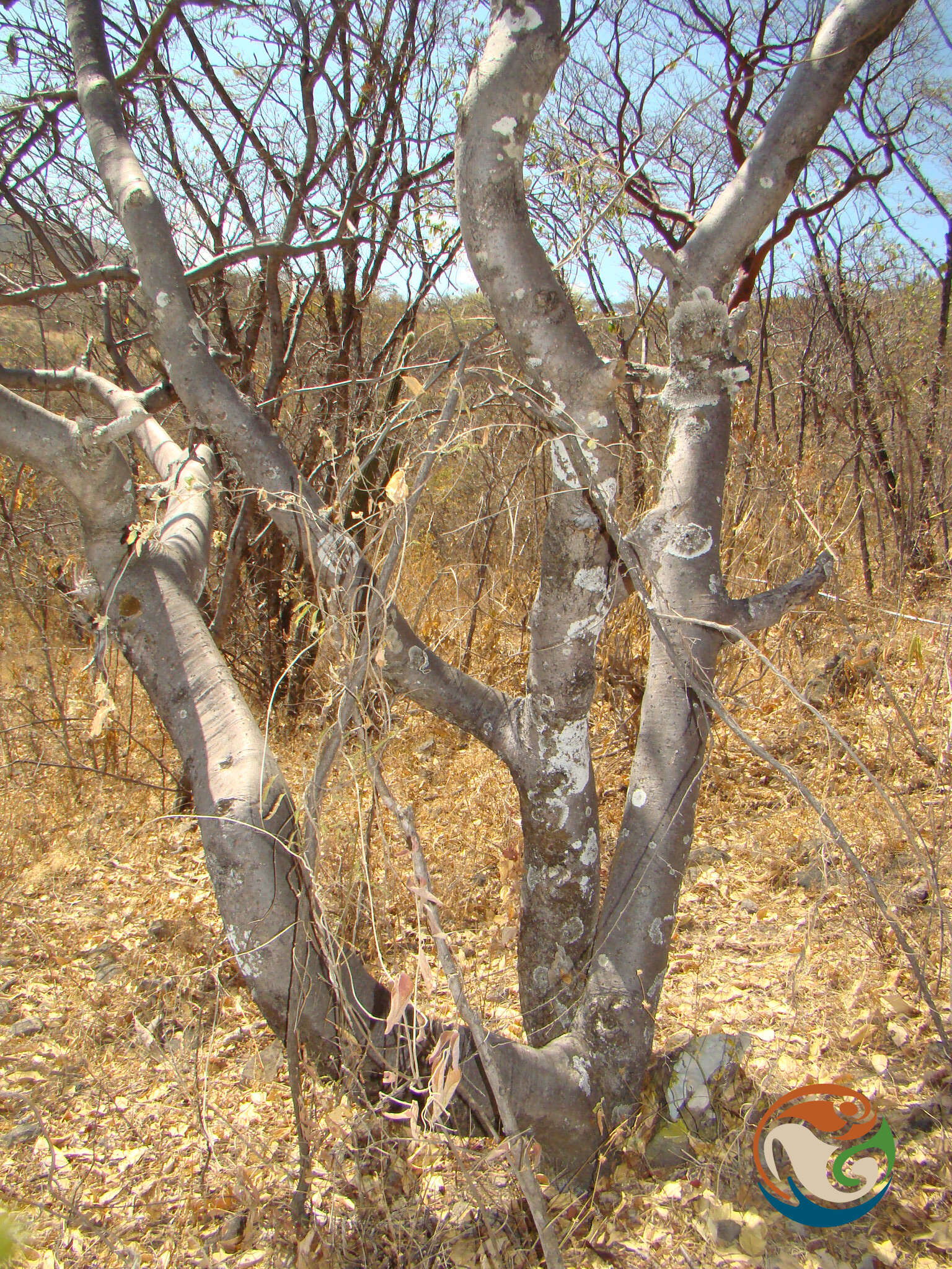 Image of Bursera submoniliformis Engl.