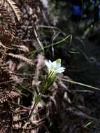 Image of Gentiana itzershanensis T. S. Liu & C. C. Kuo