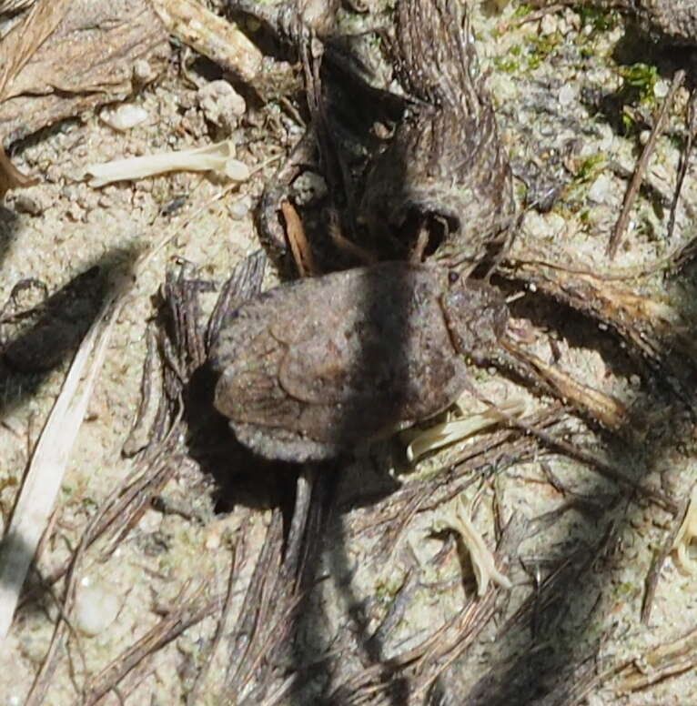 Image of Sciocoris microphthalmus Flor 1860